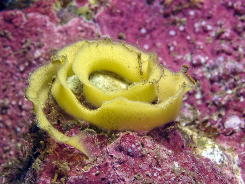 Nudibranch, Wreck Point